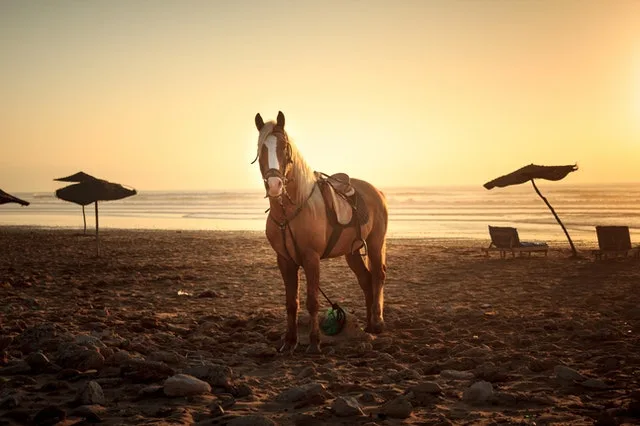 horse