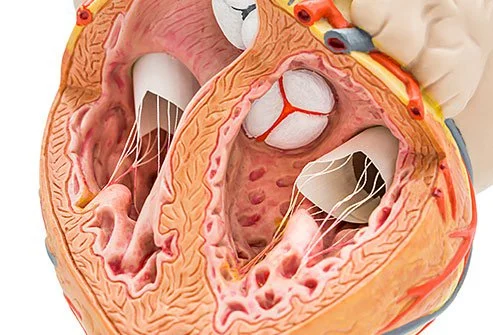 An Overview of Heart Valve Disease