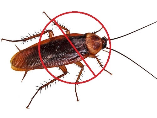 Difference between German cockroaches and other cockroaches
