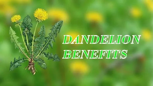 Benefits of Dandelion