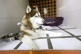 Dog Boarding