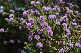 AUSTRALIAN WILDFLOWERS